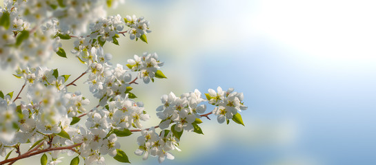 beautiful  horizontal flower background