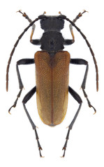 Beetle Pseudovadonia livida on a white background