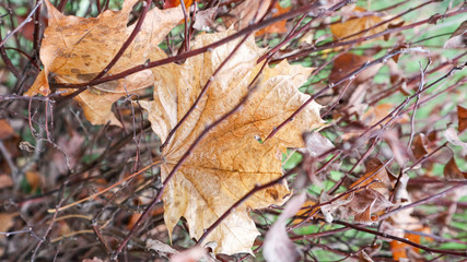 Dried twisted brown bush leaves with a blurry background. Textured surface of rolled dry leaves of flower branches. Autumn fading of nature. Abstract background for the fall season.