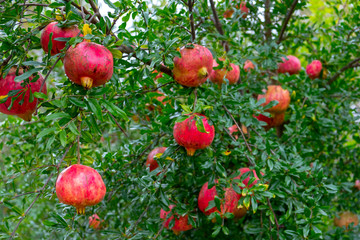 Pomegranates hanging on tree.