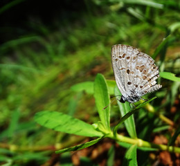 butterfly on flower