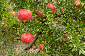 Pomegranates hanging on tree.