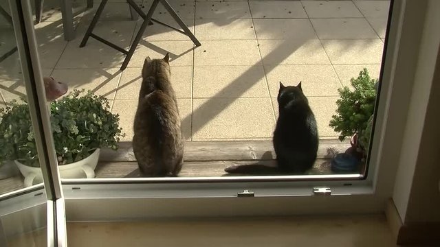 Eine graue und eine schwarze Katze genie&szlig;en die Sonne vor der Terrassent&uuml;r