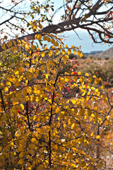 Yellow graphic autumn leaves in the mountains shined with the sun.
