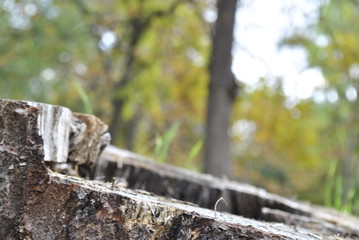 WOOD AUTUMN