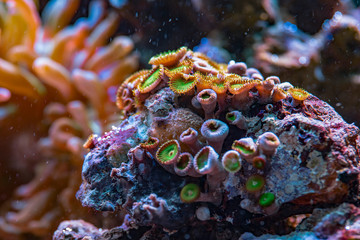colored corals in a marine aquarium. macro photography