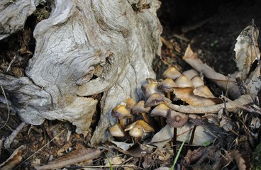 golden mushrooms on a fall day