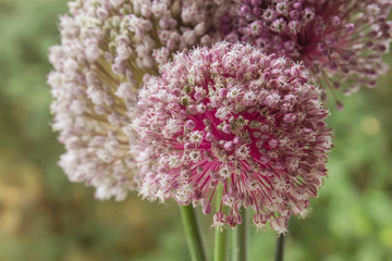 Leek flowers blooming close up