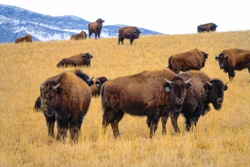 Papier Peint photo Bison A herd of domesticated bison is scattered around the scenic Montana prairie.