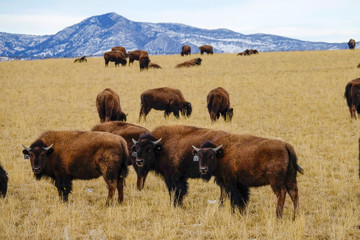Spectacular shot of a group of furry brown bison in their natural habitat.