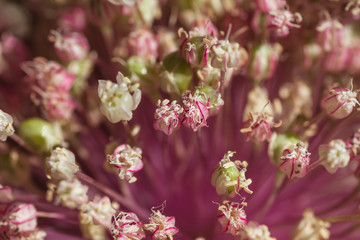 Leek flowers fading close up