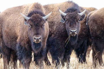 CLOSE UP, PORTRAIT: Two curious domesticated bison stop and look into the camera