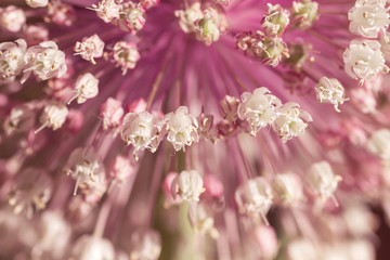 Leek flowers blooming close up