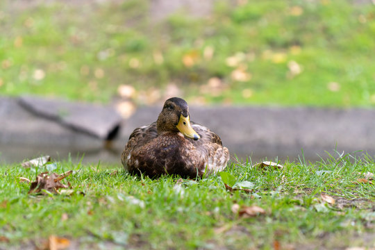 duck sits on shore of pond city Park