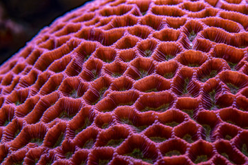 colored corals in a marine aquarium. macro photography © Дмитрий Безруков