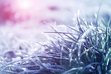 Blue tinted winter background, morning frost on the grass, sunlight with copy space