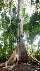 A majestic giant Samauma tree (Ceiba pentandra) and its roots in the Amazon rainforest. Mafumeira,...