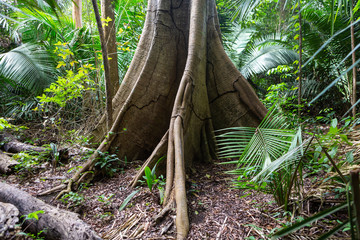 A majestic giant Samauma tree (Ceiba pentandra) and its roots in the Amazon rainforest. Mafumeira, Sumauma or Kapok. Concept of botany, ecology, environment, conservation and biodiversity.