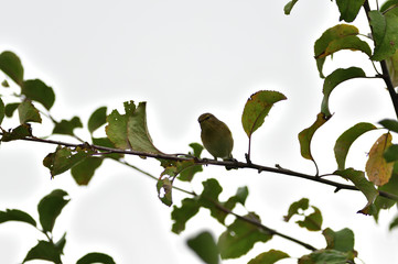 Wood warbler sitting on a branch on a bush with colored leaves