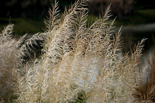 kashful photos royalty free images graphics vectors videos adobe stock kashful photos royalty free images