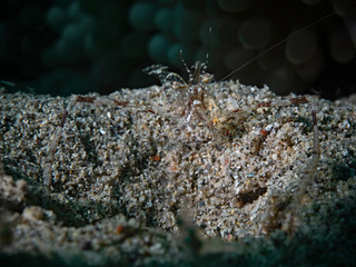 Commensal Shrimp (cuapetes sp)