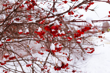 red mountain ash in winter