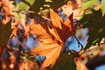 Colorful autumn leaves on tree