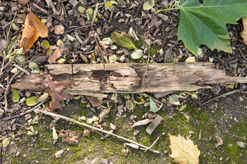 Rotting remains of an old log