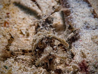 Ambon Scorpionfish, Ambon Scorpionfish (Pteroidichthys amboinensis)