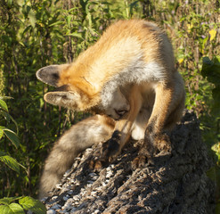 fox in the zoo
