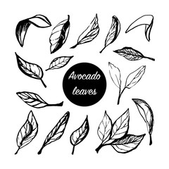 Hand drawn vector leaves of avocado set. Tropical illustration. Food concept for ecological product and advertising.