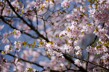 Pink Sakura in the Park