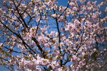 Cherry blossoms in spring in the Park