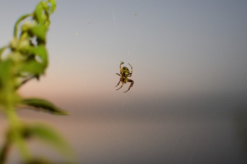 Spider waits for soy prey and weaves web at sunset