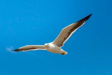 seagull in flight