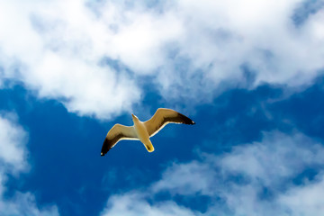 seagull in flight