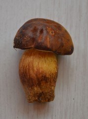 Waldpilz auf Holz - Röhrling 