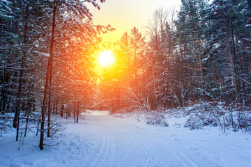 Landscape with winter forest and bright sunbeams. Sunrise, sunset in beautiful snowy forest.