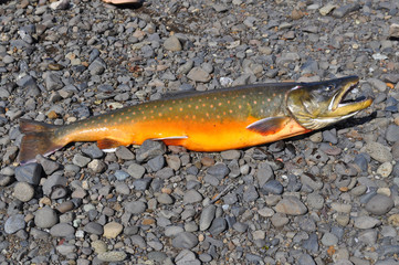 Arctic char trophy fishing.