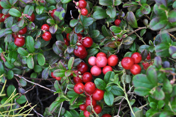 Ripe cranberries.