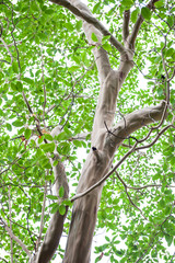 Tree brunches with smooth surface without bark