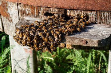 A swarm of bees outside the hive on a sunny summer day