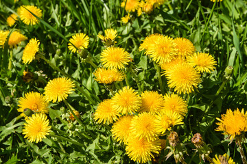 Yellow dandelions.