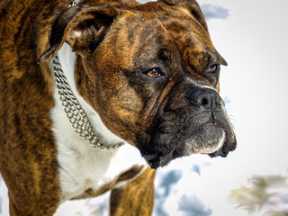 Dog breed brindle boxer close up.