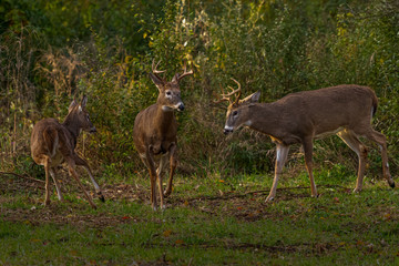 Naklejka na ściany i meble Three male white-tailed deer bucks