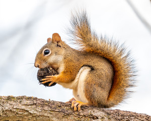 Side view closeup of an American Red Squirrel (Tamiasciurus hudsonicus) eating a nut while sitting on a tree branch.