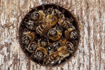 A swarm of bees in the hive on a sunny summer day