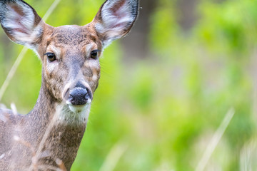 A closeup of a female white-tailed deer doe