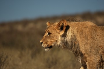 Young lion male (Panthera leo) walking in dry red sand of Kalahari. Lion in morning golden sun. Dry sand and blue sky in background.