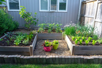 This small urban backyard garden contains square raised planting beds for growing vegetables and...